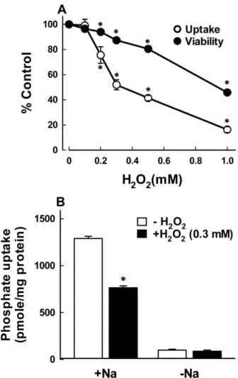 Fig. 1. (A) Concentration dependent effect of H 2 O 2  on  phosphate uptake and cell viability in OK cells