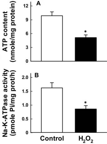 Fig. 4. (A) Effect of H 2 O 2  on phosphonoformic acid (PFA)  binding in OK cells. Cells were exposed to 0.3 mM  H 2 O 2  for 120 min, and PFA binding was measured for 30 min