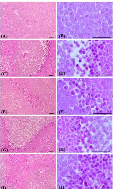 Fig.  4.  Changes  on  the  tumor  mass  histopathological  profiles  after  Insamyangyoung-tang  extracts  administrations