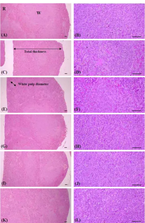 Fig. 7. Changes on the spleen histopathological profiles after Insamyangyoung-tang extracts administrations