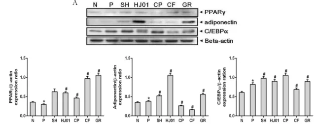 Fig. 4. Effect of water extractions on protein expression in OP9 cell. (A) Level of protein expression in OP9 cell by western analysis