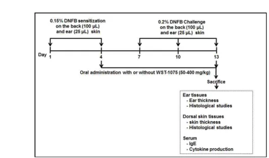 Fig. 1. Schematic diagram of experimental protocol. Mice were sensitized on skin with and without 25 μl (ear skin) or 100 μl (dorsal  skin)    of  0.15  %  DNFB  on  day  1  and  4