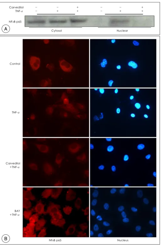 Fig. 1.  A: nuclear translocation of NF-κB p65 due to TNF-α  was inhibited by carvedilol