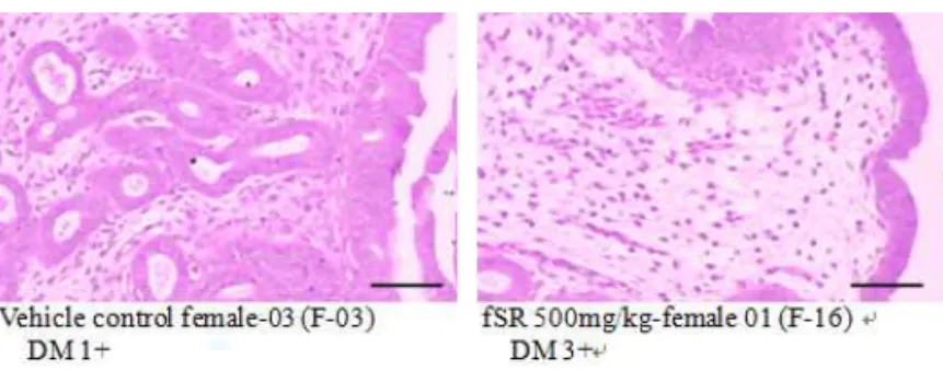 Fig. 5. Histopathological changes detected in the uterus. Note that slight [1+] or severe [3+] desquamation of uterus mucosa  (DM) were observed in one (1/5; 20%) female mice in vehicle control, fSR 2,000 and 500 ㎎/㎏ treated group as a process of  estrus  