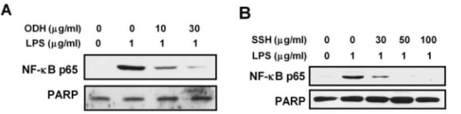 Fig. 11. Effect of methanol extracts of ODH and SSH on LPS-induced nuclear translocation of NF-κB p65.