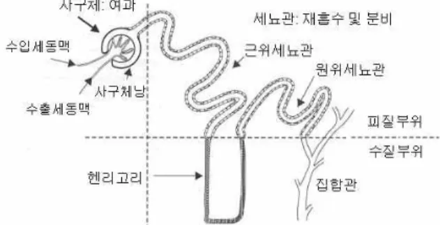 Fig. 1. Renal structure and function.