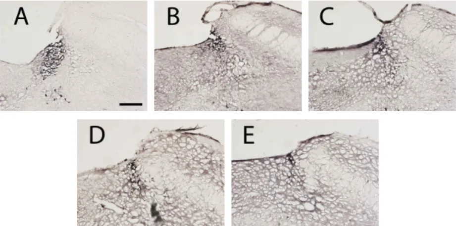 Fig. 10. Photograph of TH-immunoreactive cells in the LC.(scale bar represents 200um).