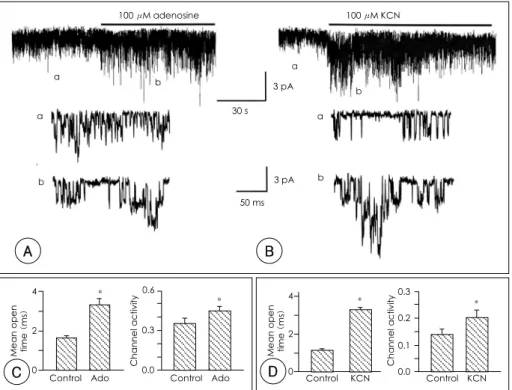 Fig. 2.  Effect of adenosine and KCN on the activity of the muscarinic K +  channel. A and B: cell-attached patches were obtained and addition of 100 μM adenosine and KCN caused a marked increase in K ACh  activity