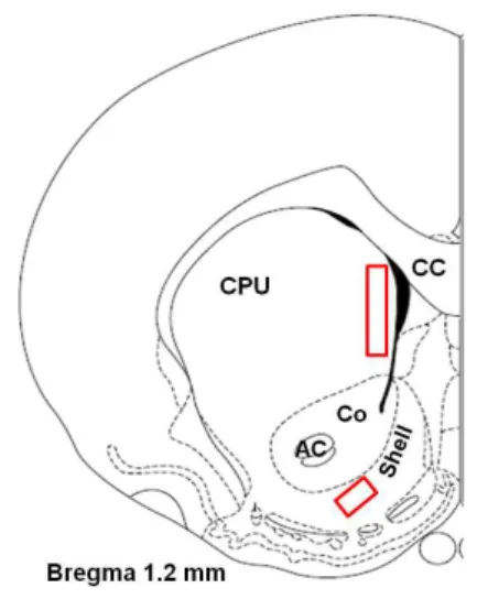 Fig. 1. Schematic representation of coronal sections for quantification of c-Fos immunoreactivity.