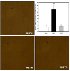 Fig. 5. Effect of BPTSS on c-Fos expression in the nucleus accumbens of C57BL/6 mice challenged with acute methamphetamine following oral administration of saline or BPTSS(100 mg/kg).