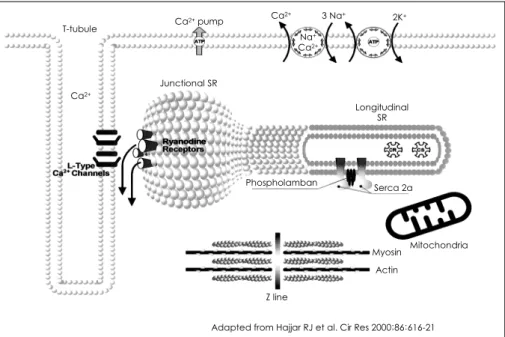 Fig. 1.  The Ca 2+  handling proteins involved in Ca 2+  movement (adapted from Hajjar RJ et al