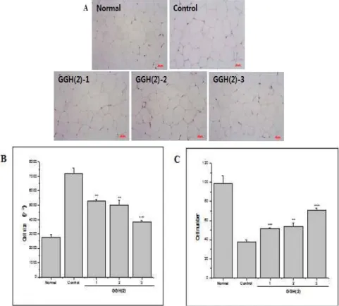 Fig. 7. Histology of epididymal white adipose tissues in high fat diet-fed obese mice.