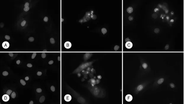 Figure 3. Adriamycin-induced alterations in nuclear morphology are caspase-independent