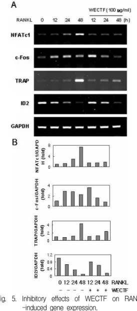 Fig. 6. WECPC and WECTF inhibited protein expression levels of NFATc1 and c-Fos induced by RANKL.