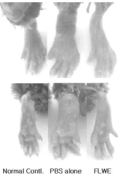 Fig. 11. Effects of FLOS LONICERAE (FLWE) on arthritis incidence in collagen-induced arthritis DBA1J mice.