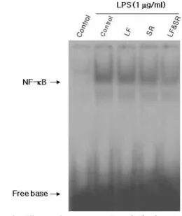 Fig. 10. Effects of Lonicerae Flos (LF), Scutellariae Radix (SR) or LF plus SR water extracts on LPS-induced NF-B-DNA complex formation in U937 cells.