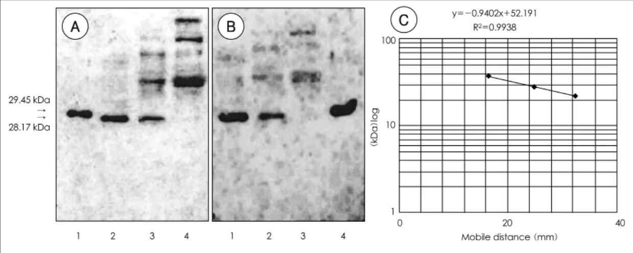 Fig. 3. Detection of AK3 in rat tissues by Western-Blot. Fifty micrograms of each mitochondrial fraction proteins were analysed and AK3 was detected by SJB3-38 mAb