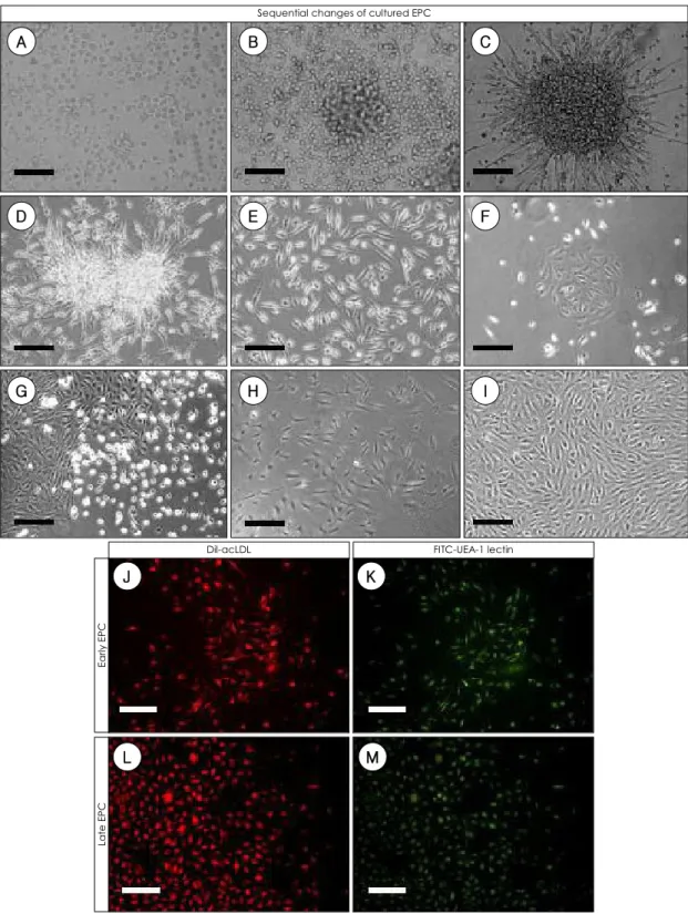 Fig. 1. Sequential changes of cultured EPC. A: peripheral blood mononuclear cells right after plating; scale bar, 100 um