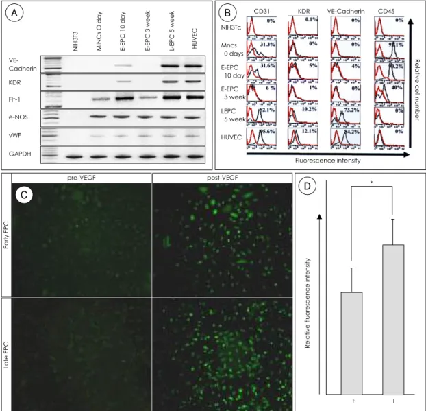 Fig. 3. Differences in gene expression pattern leading to the functional differences between early and late EPC.