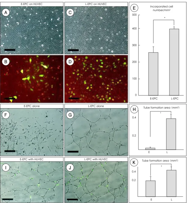 Fig. 4. Differences between the two types of EPC in the ability to incorporate into HUVEC or to form tube on the Matrigel in vitro