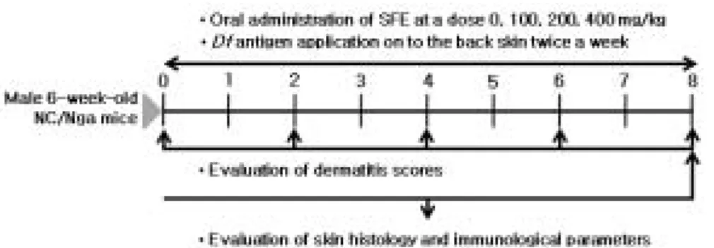 Fig.  1.  Schedule  for  immunization  of  NC/Nga  mice  with  the  Df  antigen  and  administration  of  the  SFE  extract.