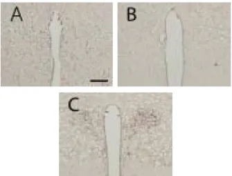 Fig.  9.  Expression  of  TH-immunoreactive  cells  in  LC.