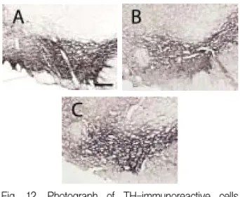 Fig.  10.  Photograph  of  TH-immunoreactive  cells  in  LC(scale  bar  represents  200㎛).