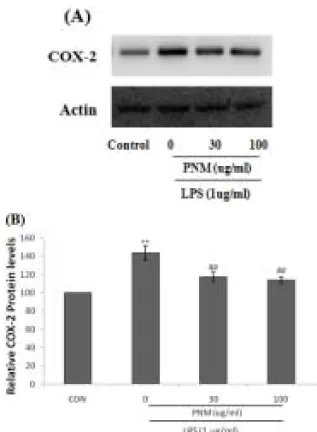 Fig.  4.  The  inhibitory  effects  of  PNM  on  COX-2  induction  by  LPS.