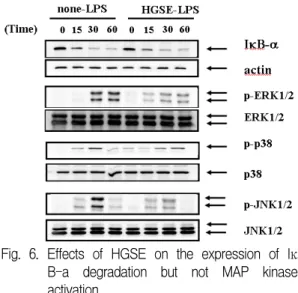 Fig.  6.  Effects  of  HGSE  on  the  expression  of  Iκ B-a  degradation  but  not  MAP  kinase  activation.