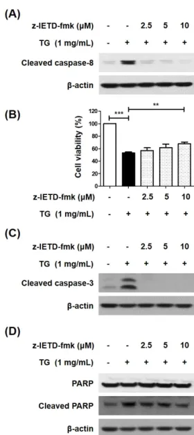 Figure  2.  Caspase-8  is  involved  in  activation  of  caspase-1  in  TG-induced THP-1 cell death