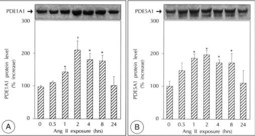 Fig. 1. Time courses of PDE1A1 &amp; PDE5A1 mRNA induction by Ang II (400 nM) treatment in rat aortic VSMC (8 experiments respectively, representative figures)