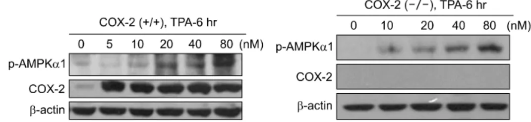 Fig. 4.  Effects  of  TPA  on  COX-2  expression  and  AMPK  activation  in  cox-2  ＋/＋ and  negative  cell