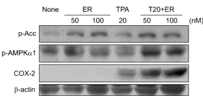 Fig. 5.  Effects  of  17-β-estradiol  on  COX-2  expression  and  AMPK  activation  in  cancer  promoter  TPA  treated  cox-2  ＋/＋