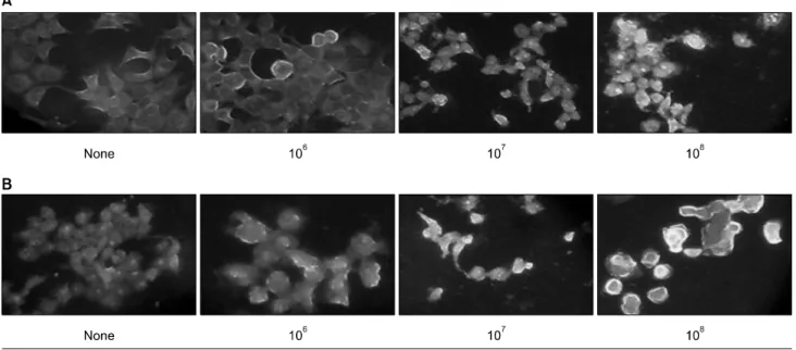 Fig. 5.  ROS  generation  by  LAB,  and  LAB  ＋5-FU  in  HT-29  colon  cancer  cells.  (A)  ROS  generation  by  LAB  in  HT-29  cells  was  determined  by  DCFH-DA  dye