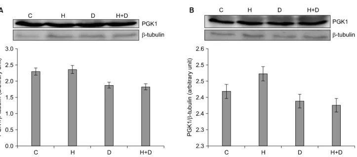 Fig. 4.  Modulation  of  PGK1  expression  by  H 2 O 2   and  delphinidin  in  HT-29  (A)  and  HCT-116  (B)  human  colon  cancer  cells