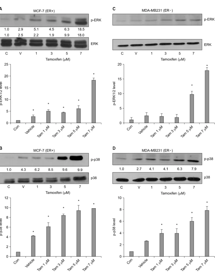 Fig. 4.  Tam  induced  phophorylation  of  ERK  and  induced  p38  phosphorylation  in  ER＋ MCF-7  and  ER−  MDA-MB231  cells