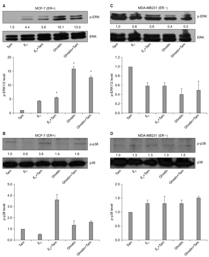 Fig. 5. Effects  of  E 2 ,  Ghrelin  and  Tam  in  ER＋ MCF-7  and  ER−  MDA-MB231  cells  on  ERK  and  p38  phosphorylation