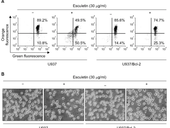 Fig. 1.  Bcl-2  overexpression  pro- pro-tects  against  esculetin-induced  loss  of  MMP  and  morphological  changes  in U937  cells