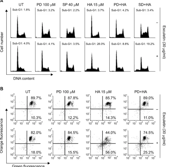 Fig. 4.  Involvement  of  ERK  path- path-way  in  esculetin  plus  HA14-1-  induced  apoptosis  in  U937/Bcl-2  cells