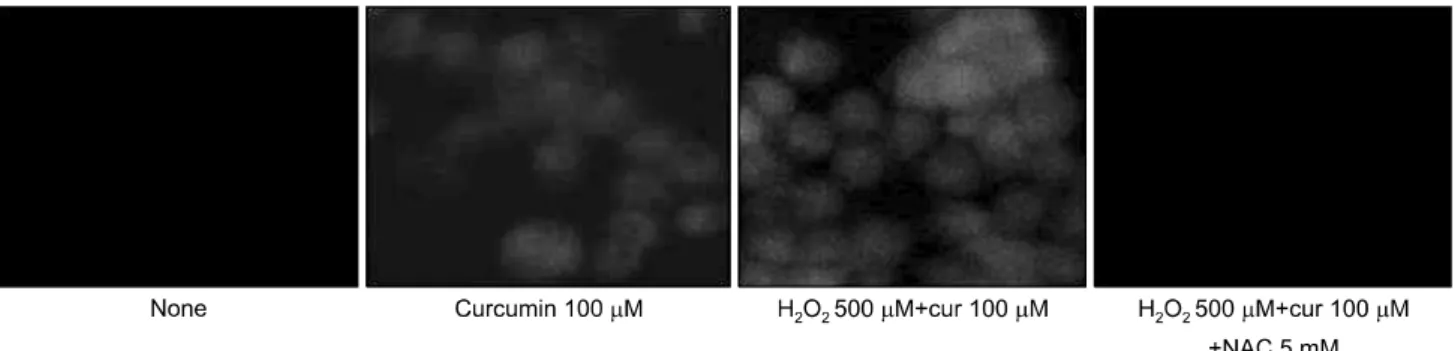 Fig. 6.  ROS  generation  by  co-treatment  with  H 2 O 2   and  curcumin.  Cell  were  pre-treated  with  NAC  5  mM  for  1  hr  and  treated  curcumin  100μM  ,  H 2 O 2   500μM  and  curcumin  100μM  combination  for  24  hr