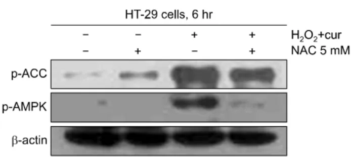 Fig. 7. Also under Fig. 6 condition, Cell were pre-treated with  NAC  5 mM  for 1  hr  and  treated curcumin  100μM,  H 2 O 2   500μ M  and  curcumin  100μM  combination  for  6  hr