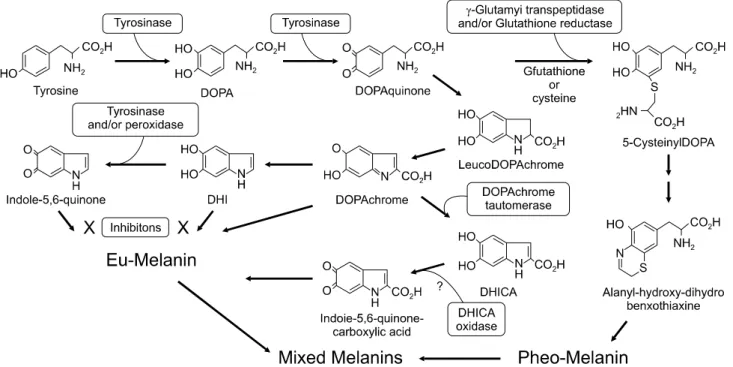 Fig. 1.  Overall  view  of  melanogenesis. 5)