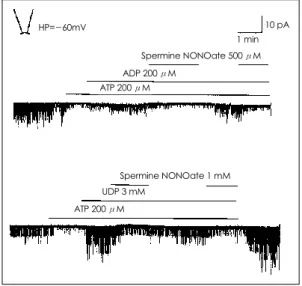 Fig. 1. Effect of spermine NONOate on K ATP  channel activity in the presence of both ATP and NDP in  ex-cised inside-out patch at -60 mV holding potential