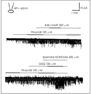 Fig. 4. Effect of sodium nitroprusside (1 mM) and sper- sper-mine NONOate (500  μM) on the pinacidil-induced K ATP