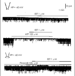 Fig. 9. Effects of 11, 12-epoxyeicosatrienoic acid (EET) on the K ATP  channel activity