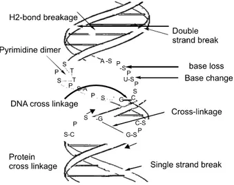 Fig. 1.  Overview  of  DNA  damage  occur  during  the  genetic  stress  caused  by different  stimuli,  as  radiation, genotoxic  drug,  endogenous and  exogenous  stresses