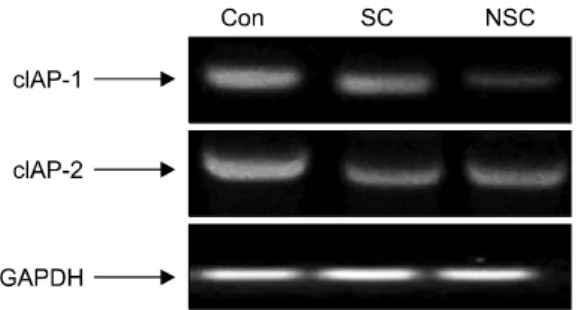 Fig. 5.  Effect  of  chitosan  on  the  expression  of  cIAP-1  and  cIAP-2  mRNAs  in  HT-29  human  colon  carcinoma  cells