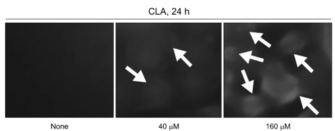 Fig. 4. Generation  of  ROS  in  CLA-treated  HT-29  colon  cancer  cells.  ROS  generation  by  CLA  in  HT-29  colon  cancer  cells  was  determined  by  DCFH-DA staining