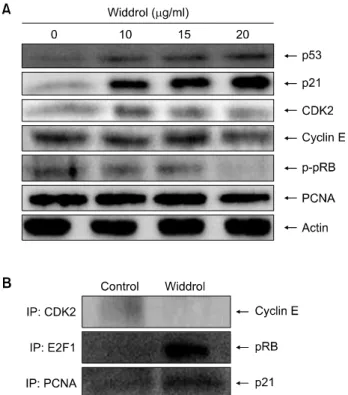 Fig. 3.  Altered  expression of  cell cycle  regulatory  proteins  by  widdrol.  (A)  A549  cells  were  treated  with  the  indicated  concentrations  of  widdrol  for  48  h