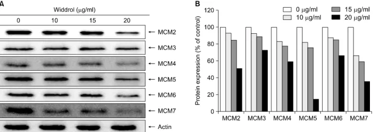 Fig. 4.  The  inhibitory  effect  of  widdrol  on  the  expression  of  MCM　proteins  in  A549  cells